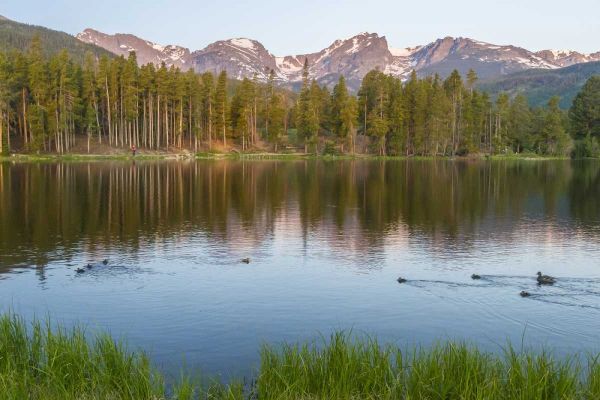 Colorado, Rocky Mountains Ducks on Sprague Lake